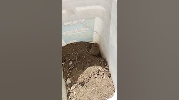 how gopher digs holes