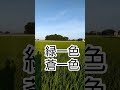 畔を歩くと今年生まれのトノサマガエルがたくさん 畔を歩くと今年生まれのトノサマガエルがたくさん