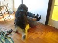 Fight with my Leonberger