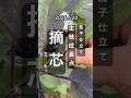 【茄子】３本仕立て主枝の成長点摘心！ #ナス栽培