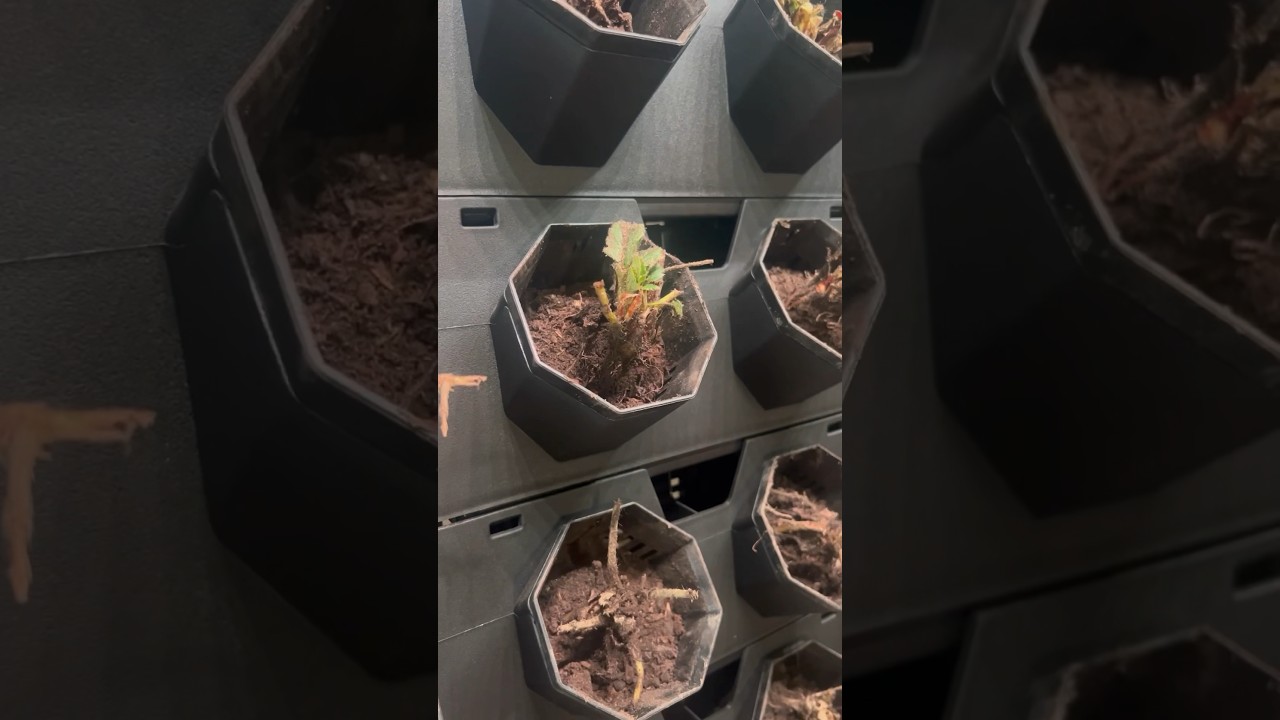 Creating a GREEN WALL 🌿🍓 