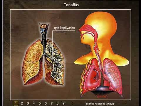 Teneffus haqqinda anlayish