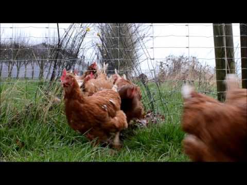 Video: Hvad spiser en hane?