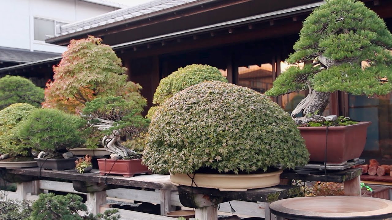 Aichien Bonsai Nursery Youtube