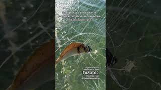 Γαλατάς Ναυπακτίας Αιτωλοακαρνανία ψάρεμα