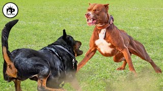 Which Dog Is Better? Rottweiler Vs. Pitbull Terrier