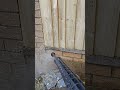 Pressure washing is so satisfying #satisfying #clean #cleaning #fresh #garden #gardenmakeover