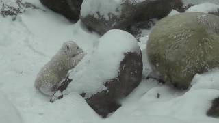 Polar bear cubs first day in the snow