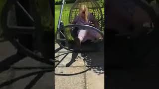 Şans Mı? Şanssızlık Mı? Komik Kazalar