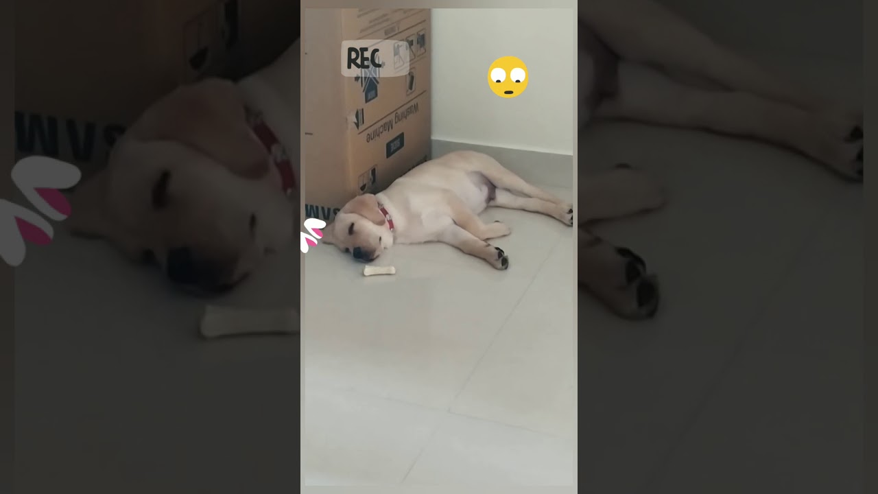 Labrador retriever puppy reaction to songs