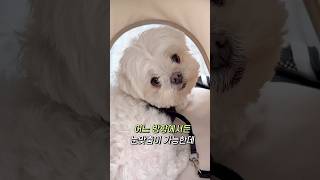 내가 페테토 유모차를 쓰는 이유