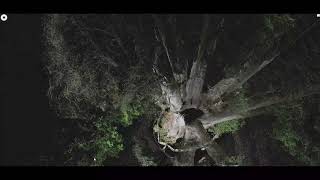 SyueShan (Snow Mountain) Giant Tree in Taiwan