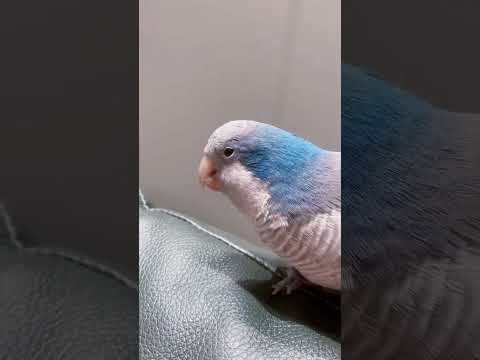 Talking parrot.  , little sun parrot, parrot food, parrot supplies, parrot, parrot live broadcast