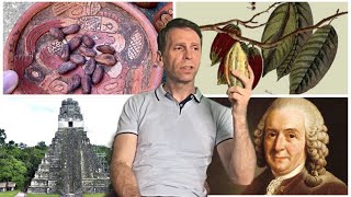 Por qué Theobroma Cacao NO significa ‘Comida / Alimento de los Dioses’ Historia del Chocolate