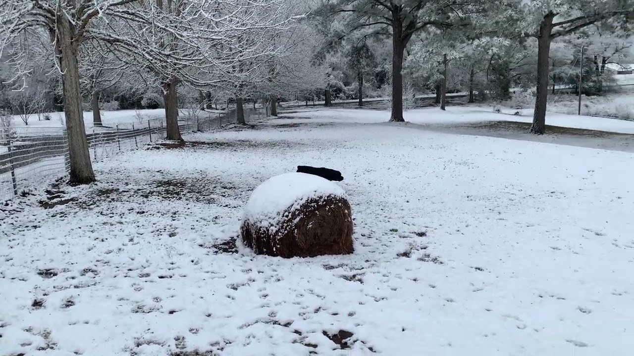 Rottweilers Experiencing Snow for the First Time