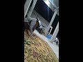 Santai