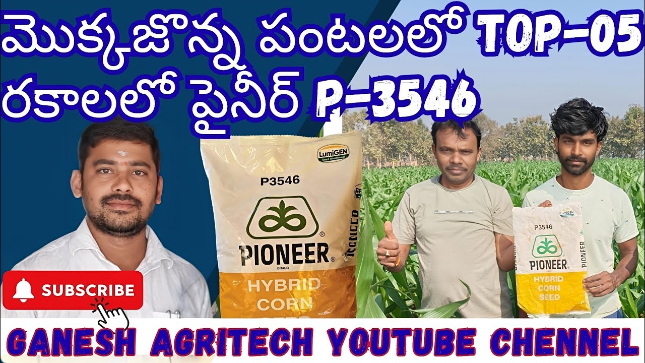 @మొక్కజొన్న పంటలో అధిక దిగుబడిని ఇచ్చే యాసంగి పంటలో TOP-05 రకాలలో వకరకం ఐన P-3546 రకం..