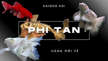 Trắng Đỏ Vàng Đen – Dòng Cá Phi Tần Bướm Cáp Cao Cấp Đủ Màu Cho Anh Em Sưu Tầm Trải Nghiệm