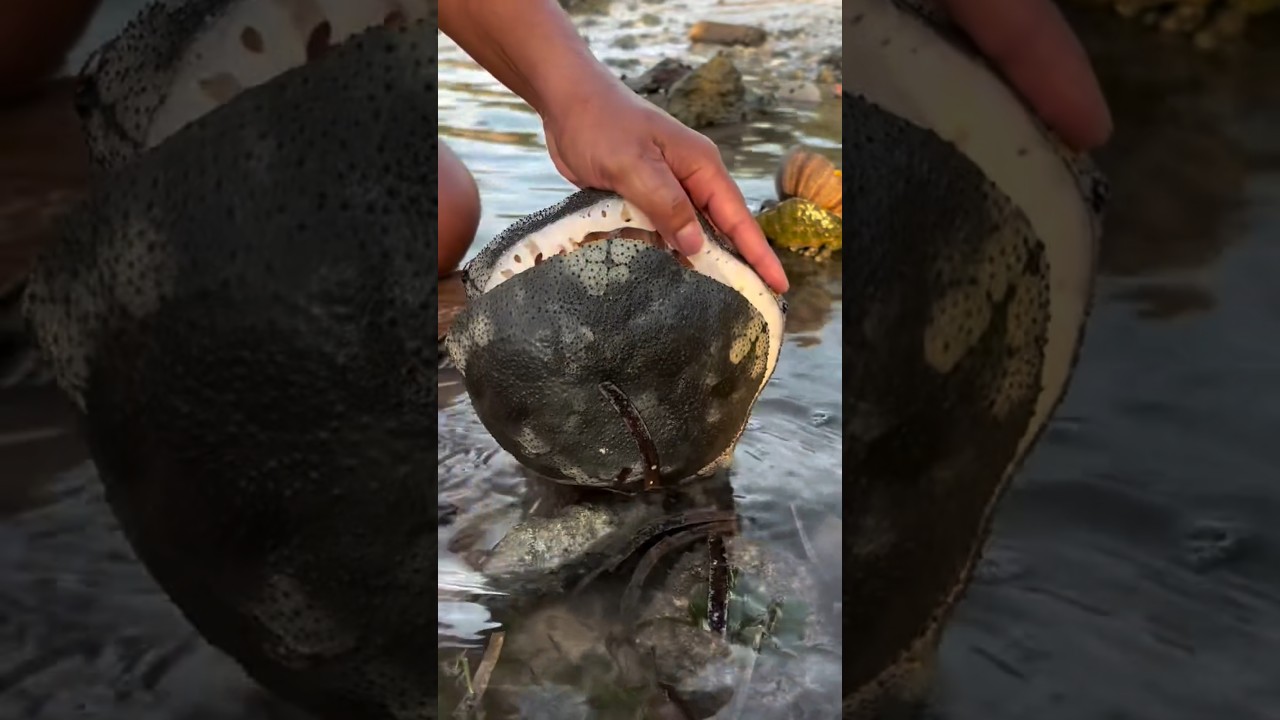 Found a Living 'Stone Starfish' Creature 🤯