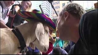 Media Circus As Goat Appears in Court