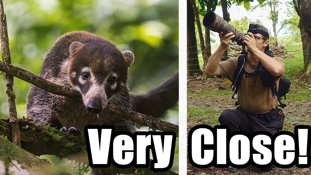 That Was Close!! POV Wildlife Photography / Costa Rica