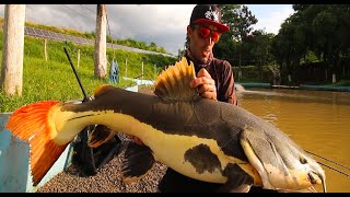 RECANTO DOS PEIXES PIRACICABA - PIRARARA EM 10 SEGUNDOS PANCADARIA NA ULTRALIGH DA AMENTAL FISHING