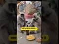 शराब सेहत के लिए हानिकारक है #comedy #funny #video #monkey #viralvideo