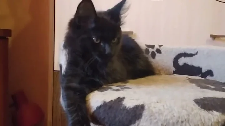 Video 9453601: purebred maine coon kitten