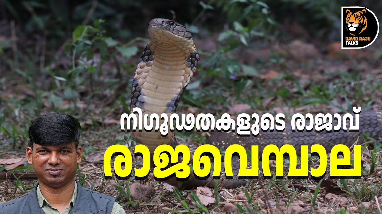രാജവെമ്പാല: കൂടുതൽ അറിയാം; King cobra 