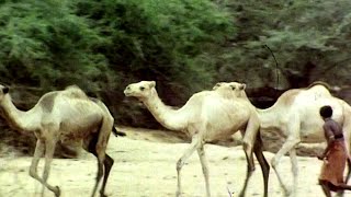 Inside the Remarkable Life of Kenya’s Rendille Camel Nomads