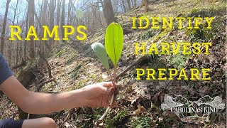 Ramps (Identify, Harvest, Prepare)