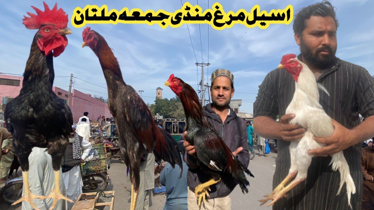 Friday Aseel Murgh Mandi Multan||ASEEL MURGH MANDI||WHITE HEERA ASEEL| #aseelmandi @Multanaseel-com 