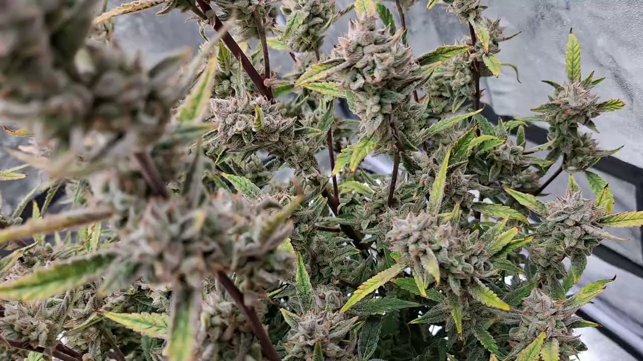 2Fast4Buds - Flowering Update - Frostbanger 🥶 Orange Sherbet 🍊 