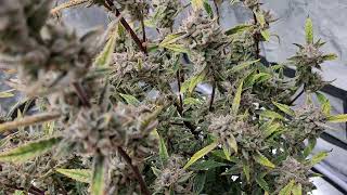 2Fast4Buds - Flowering Update - Frostbanger 🥶 Orange Sherbet 🍊 #indoorgrowing #cannabiseducation 