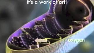 Cells Part Two - Photosynthesis and Respiration Rap