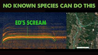 5 Bigfoot Vocalizations from the PNM (Submitted for analysis) ThinkerThunker's - The Whoop Project