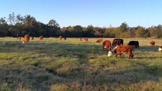 Steers Grazing 3