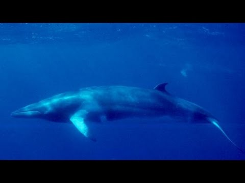 Video: Japani Inaleta Makundi Ya Whale Ya Nyumbani