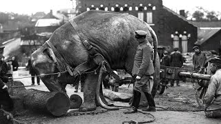 36 ANCIENT Images of ANIMALS in World War I