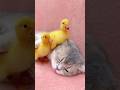 Mom cat also is a mother duck. Ducklings are very clingy to mom cat