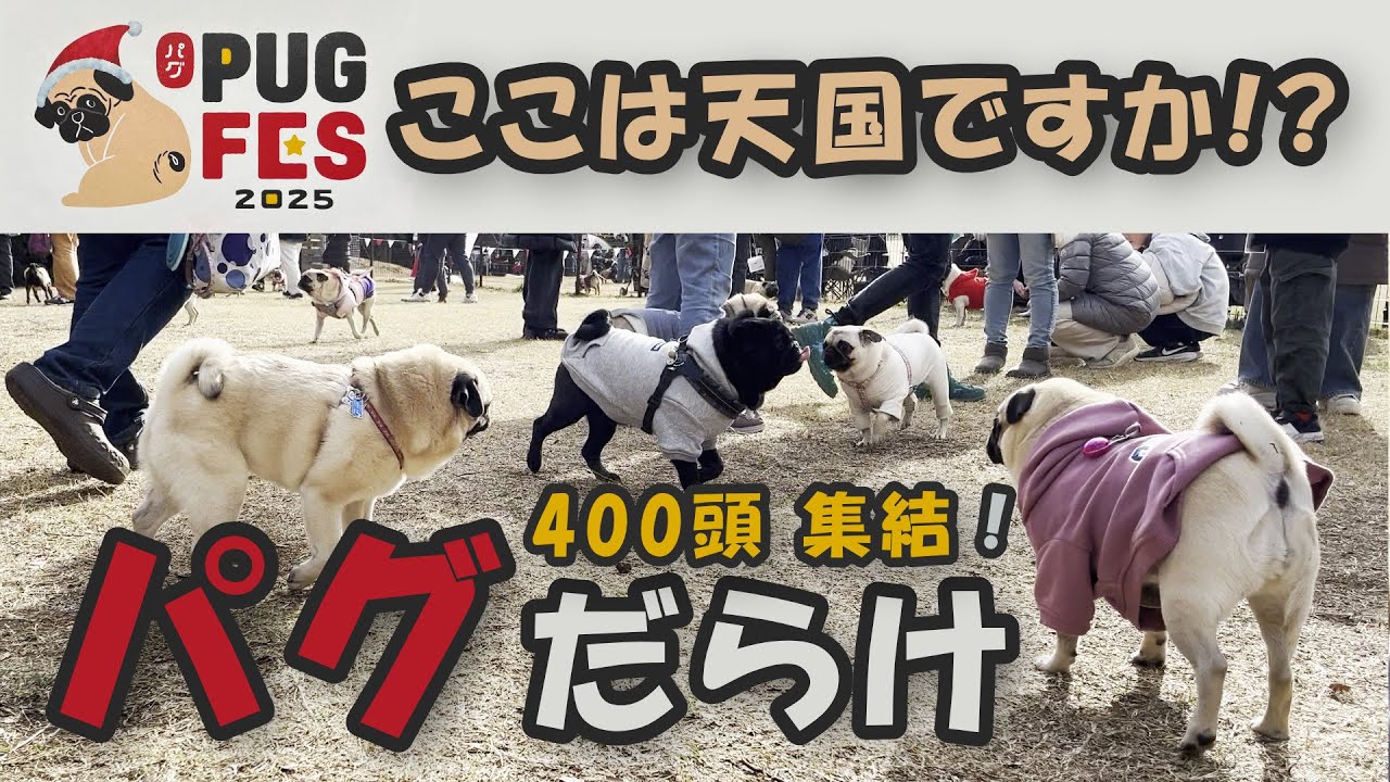 【パグフェス2025】400匹のパグで視界が埋め尽くされる夢の空間が幸せすぎた…！～お友達交流編～