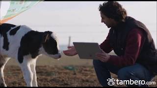 Software Ganadero | Cattle Software | Software de Gado | Tambero.com screenshot 2