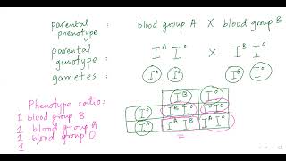 Biology lessons | Codominance - Inheritance - Part-2