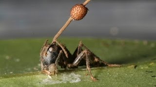Science Bulletins Fungus Brainwashed Ancient Ants