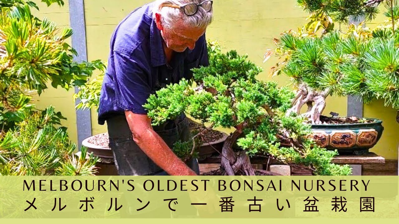 Старейший питомник бонсай в Мельбурне Старейший питомник бонсай в Мельбурне