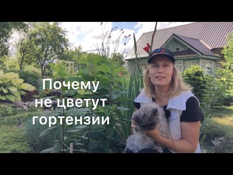 ПОЧЕМУ НЕ ЦВЕТУТ ГОРТЕНЗИИ, причины. Обзор гортензий, которые не зацвели или опаздывают с цветением.