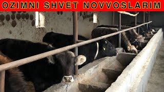 NOVVOSLARIMNI  YORUGDA  SYOMKA  QILDIM  ILTIMOSLARIGA  BINOAN