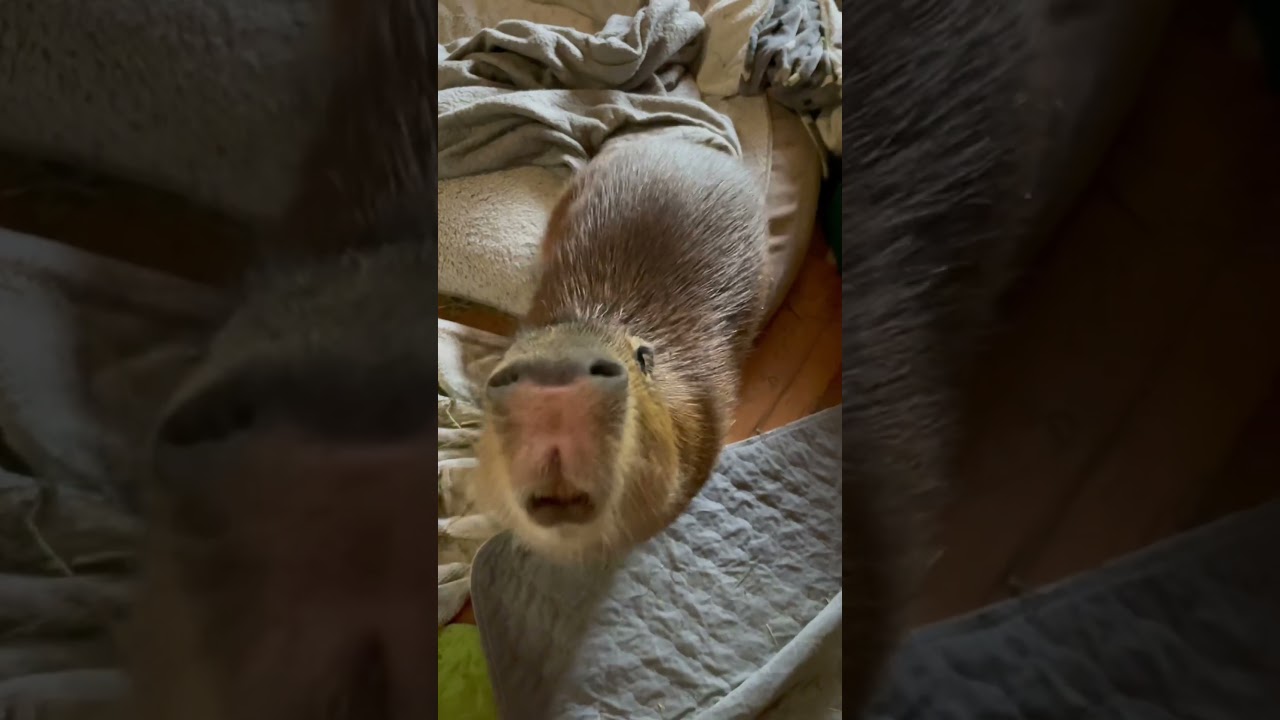 Capybaras Are Smart!
