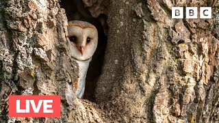🔴 LIVE Springwatch Bird Cam 🐣 Day 12 2022 - BBC