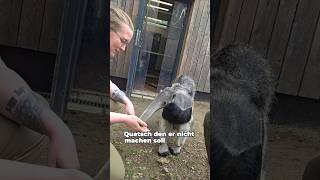 Outtake von der Geburtstagsparty beim Große Ameisenbär Noah im Zoo Dortmund #zoolotse #zoo #anteater